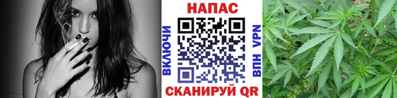 Каннабис конопля Афипский